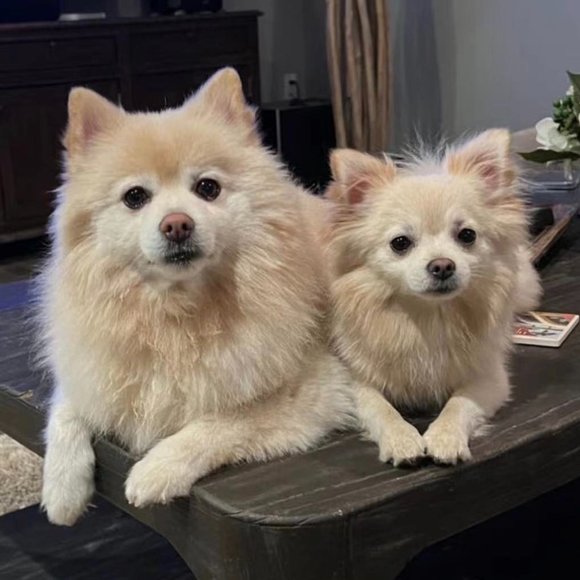 Meet your Posher, Chen - Picture 5 of 5